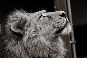 Empresas de recobro: opiniones y cómo elegir la mejor