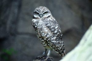 Cobro a un ayuntamiento: cómo reclamar facturas impagadas